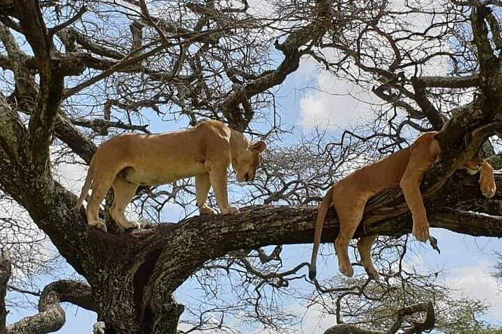 2-Days Camping Safari Tarangire and Ngorongoro Crater