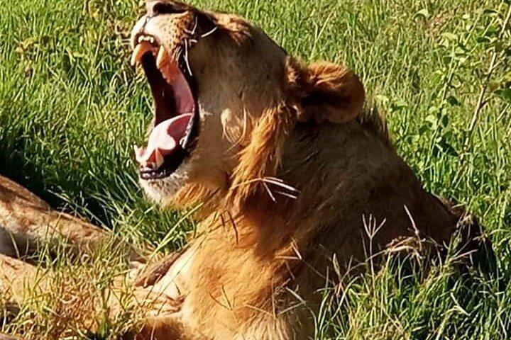Masai Mara Daily Game drives