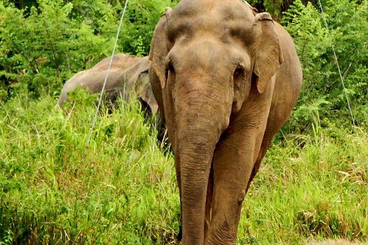 Minneriya National Park Elephant Safari