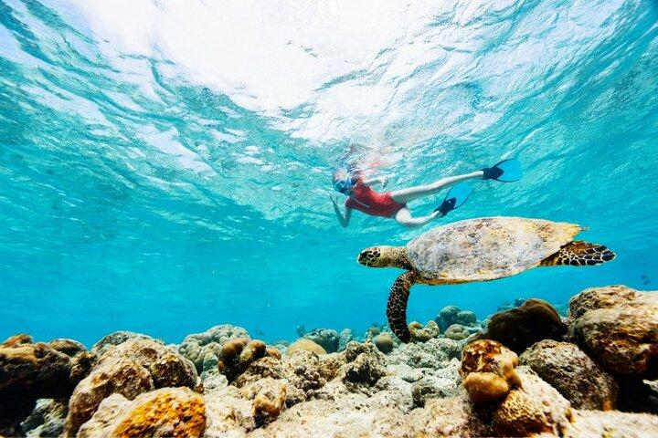 Snorkeling with Turtles and Cenotes