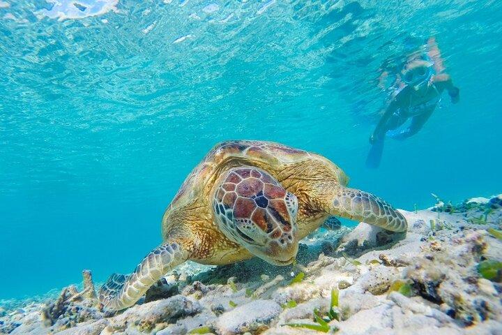 Snorkeling with Turtles and Cenotes