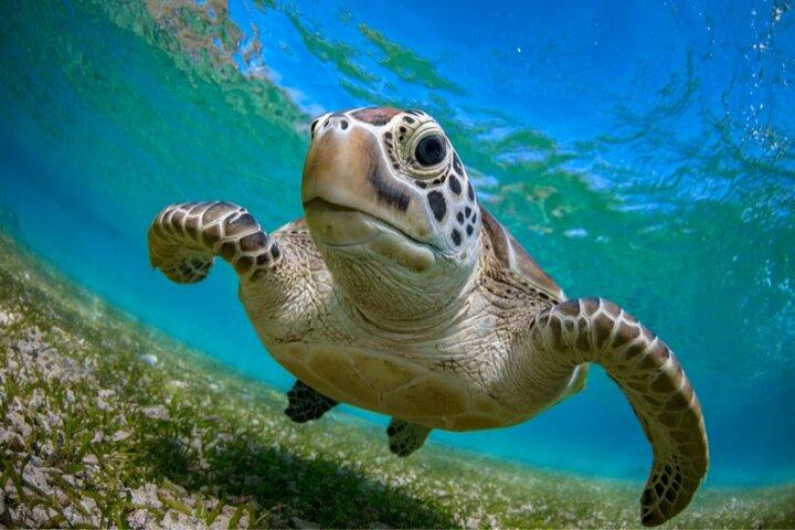 Snorkeling with Turtles and Cenotes