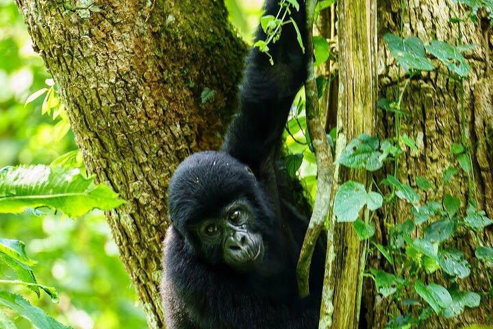 Private 3 Day Gorilla Trekking Safari in Uganda