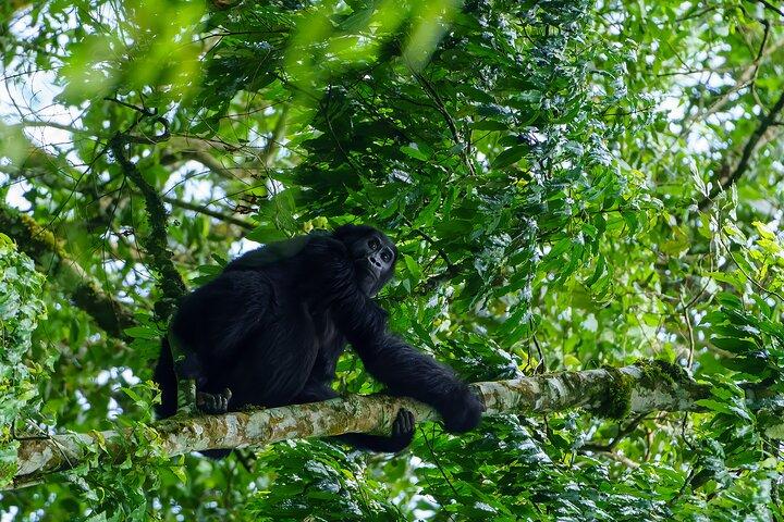 Private 3 Day Gorilla Trekking Safari in Uganda