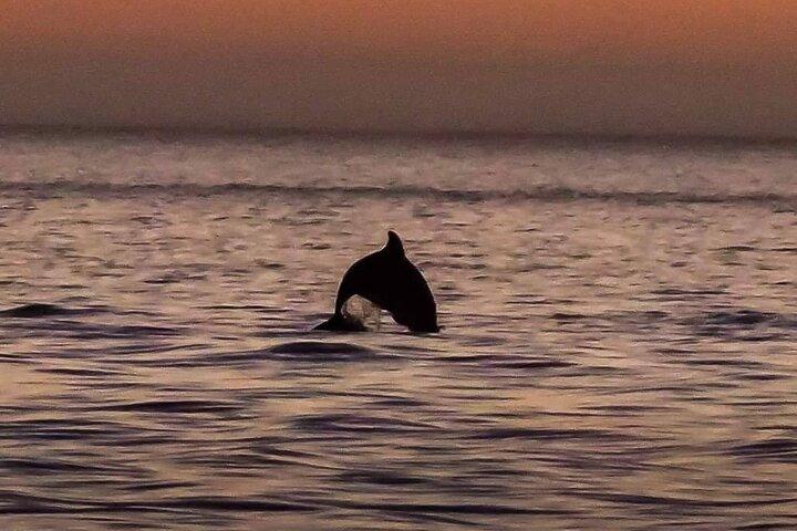 Dolphin Watching Nature Cruise and Eco Tour from Hubbard's Marina in John's Pass