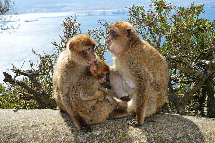 Excursion to Gibraltar with Rock Tour From Malaga