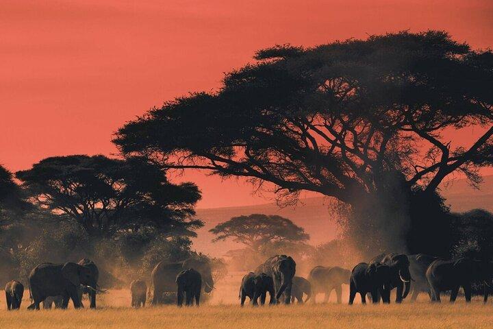 4-Day Budget Tarangire, Serengeti, Ngorongoro Safari Guided Tour