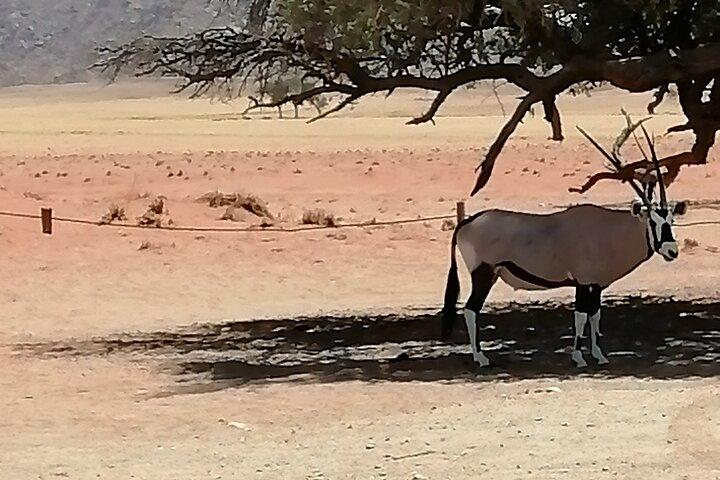 3-Day Scenic Sossusvlei Adventure in Namibia from Swakopmund