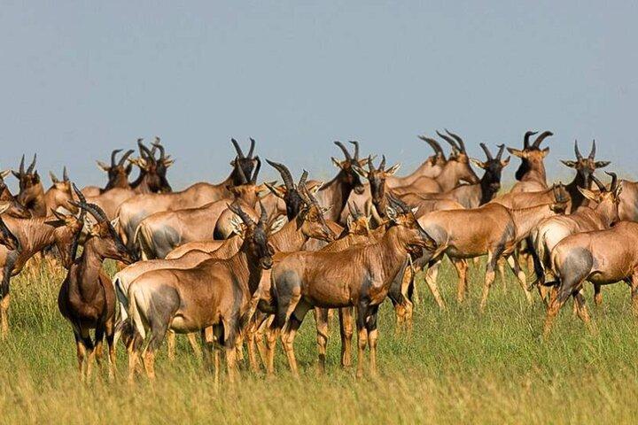 3 Day Classic, Guided Serengeti Safari