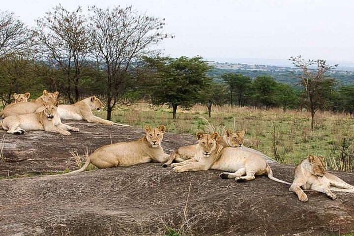 3 Day Classic, Guided Serengeti Safari