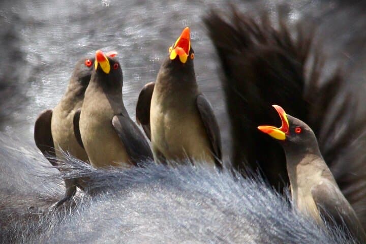 Small-Group Full-Day Safari Tour in Kruger National Park