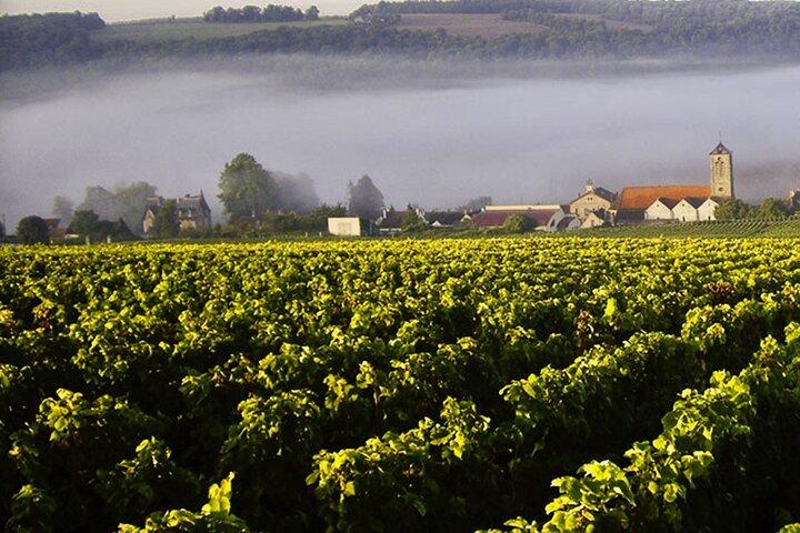Moet et Chandon Vineyards Cellars 7 tastings Private Champagne
