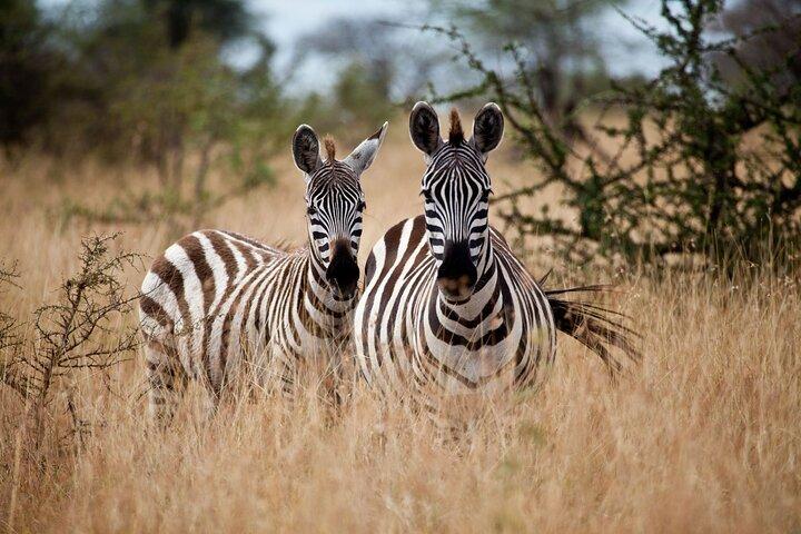 6 Days Safari Tour to The Great Wildebeest Migration