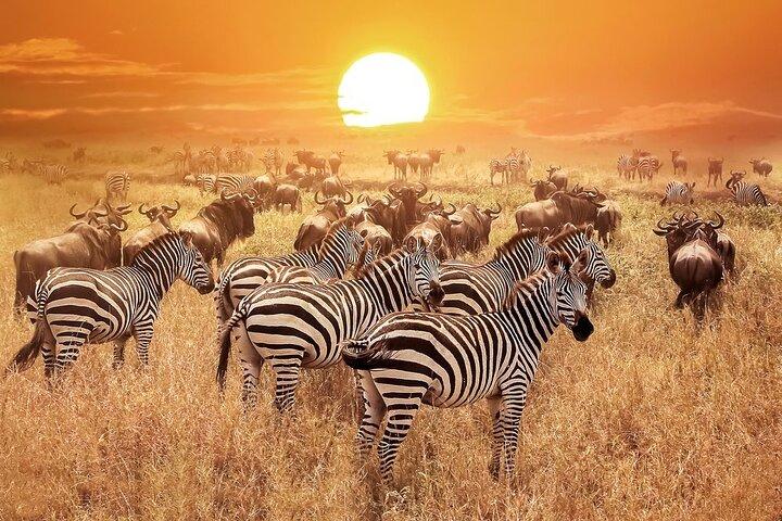 4-Day Serengeti Safari Expedition
