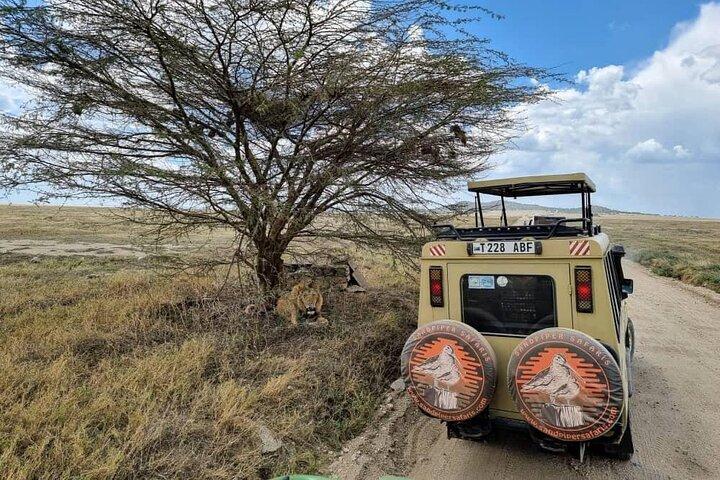 6 Days Budget Tour in Tarangire, Serengeti ,Ngorongoro and Manyara