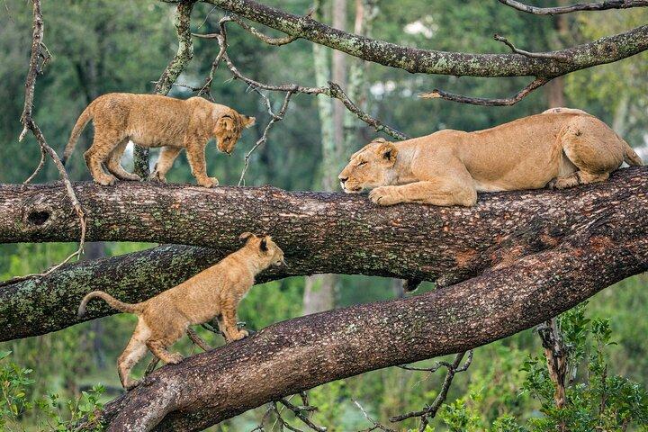 7 Days Private Tanzania Safari
