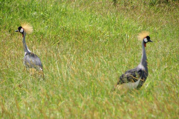 5-Day Tarangire, Serengeti and Ngorongoro Private Tour