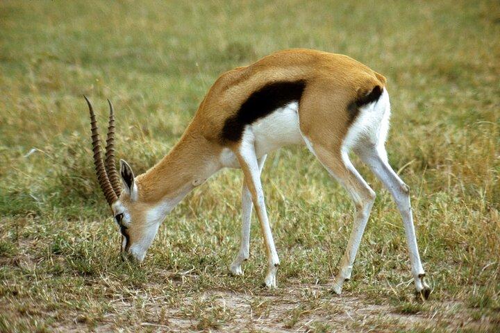 5-Day Tarangire, Serengeti and Ngorongoro Private Tour