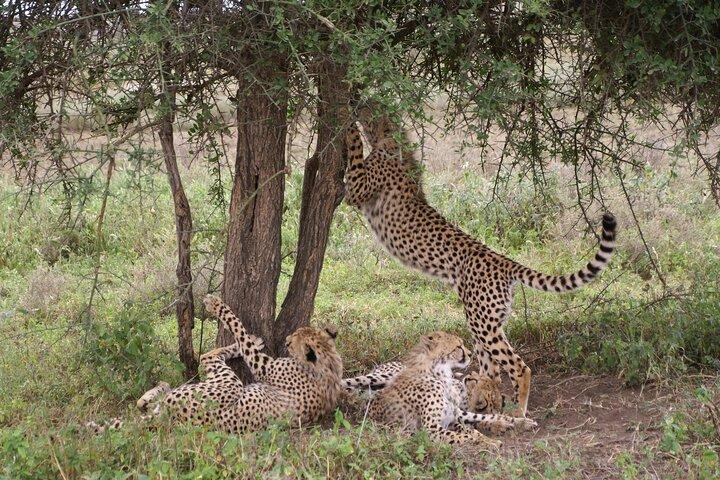 5-Day Tarangire, Serengeti and Ngorongoro Private Tour