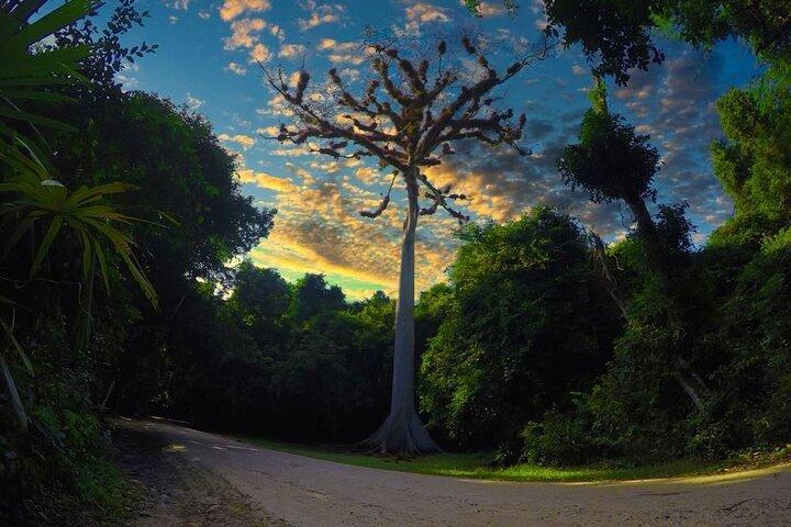 Tikal Day Tour From San Ignacio Belize