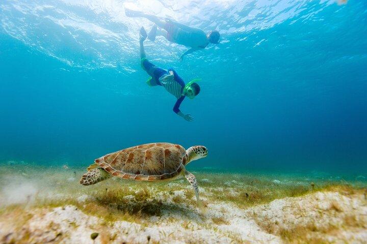 Private Turtle encounter + Cenote Adventure! Express Tour