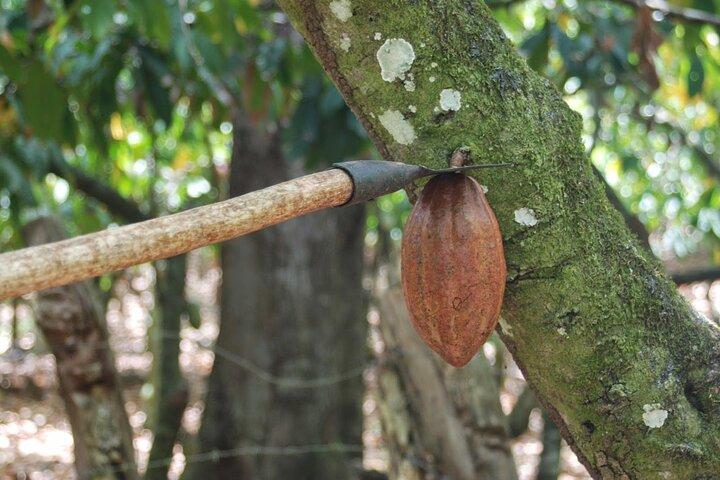 Cocoa & Artisan Chocolate Route with an Historical Tour in Puerto Plata City