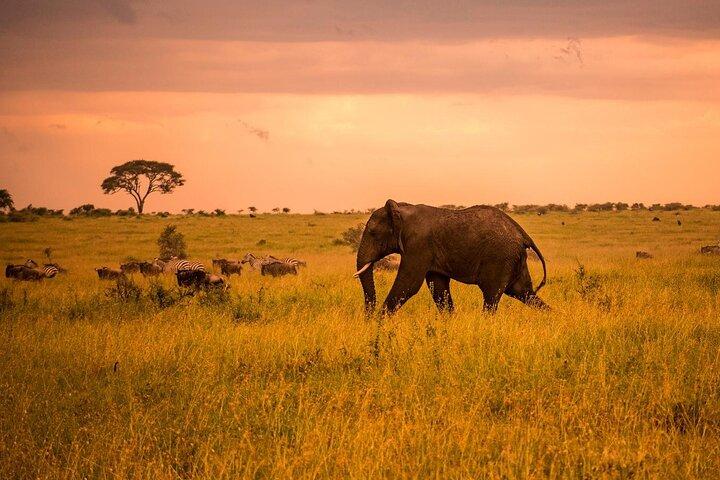 5-Day Private Best of Tanzania Wildlife Camping Safari