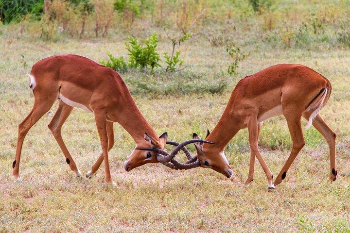 5 Days Lodge Luxury: A Taste of Tanzania Safari