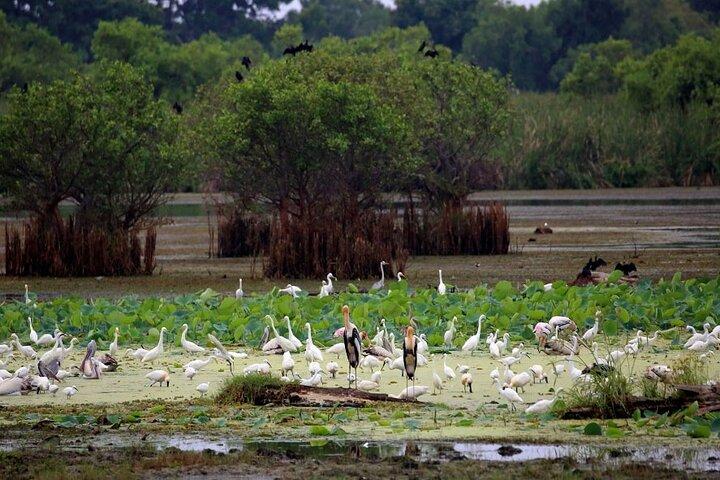 Kalametiya Bird Sanctuary Catamaran Bird Watching Tour