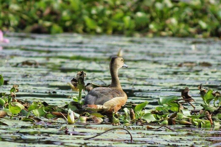 Kalametiya Bird Sanctuary Catamaran Bird Watching Tour