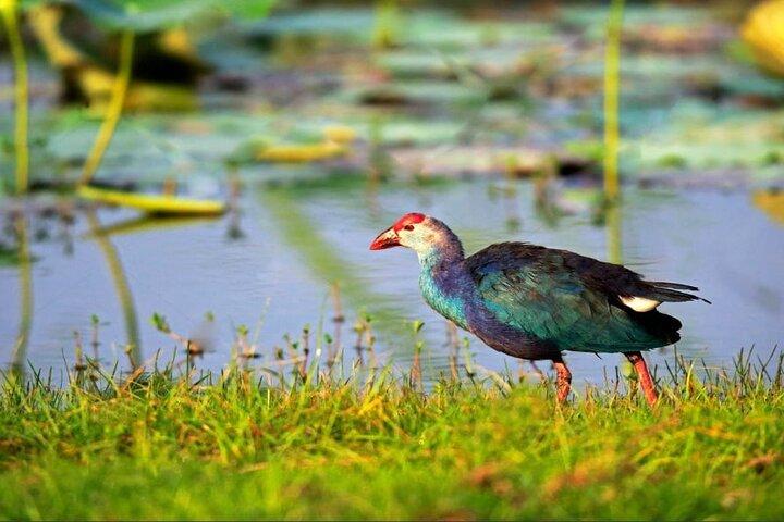 Kalametiya Bird Sanctuary Catamaran Bird Watching Tour