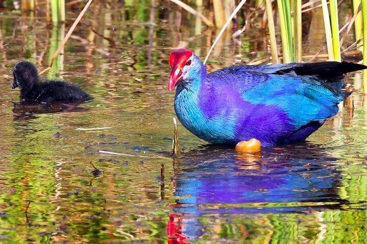 Kalametiya Bird Sanctuary Catamaran Bird Watching Tour