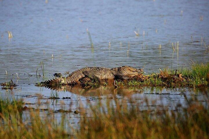 Wilpattu National Park Jeep Safari from Negombo / Waikkal (All Inclusive)