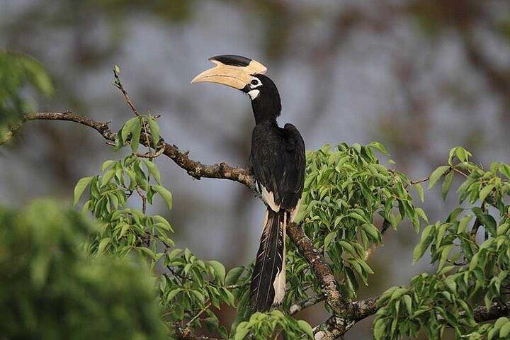 Wilpattu National Park Jeep Safari from Negombo / Waikkal (All Inclusive)
