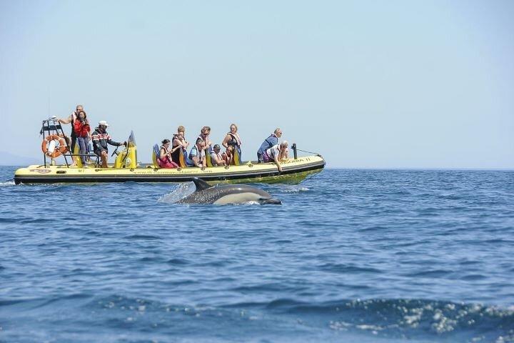 Dreamer Cave and Dolphins Boat Tour with Transport from Albufeira