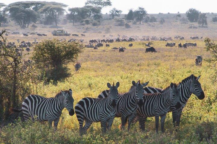 5 Days Lodge Luxury: A Taste of Tanzania Safari