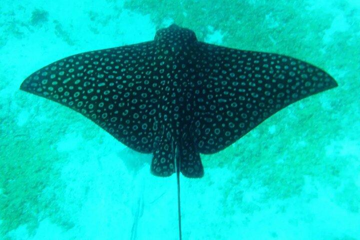 Hol-Chan Snorkel Tour from Caye Caulker