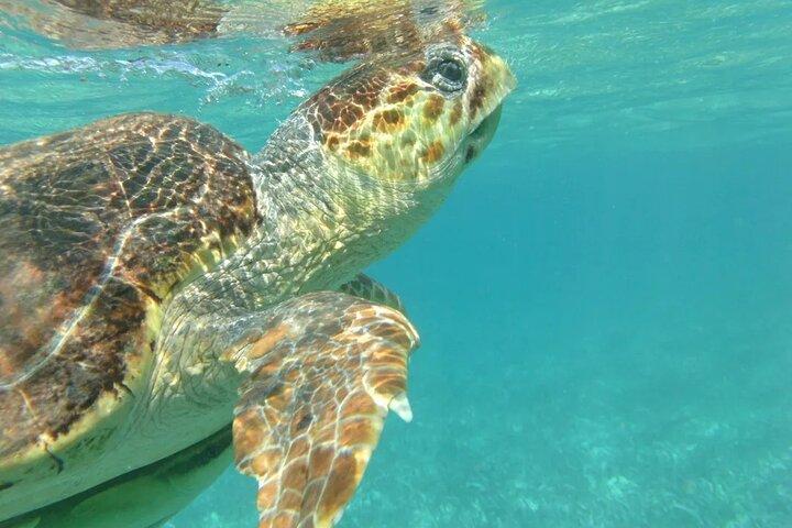 Hol-Chan Snorkel Tour from Caye Caulker