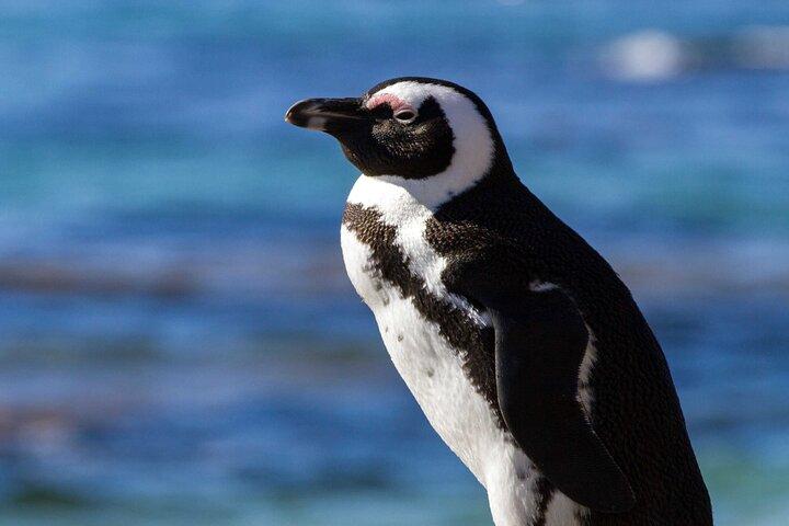 7 Day Garden Route + Addo Safari with Cape Point & Cape Winelands
