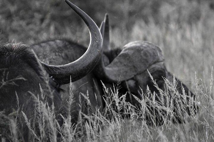 Addo Elephant Full Day Safari with a Traditional South African Braai (BBQ) Lunch