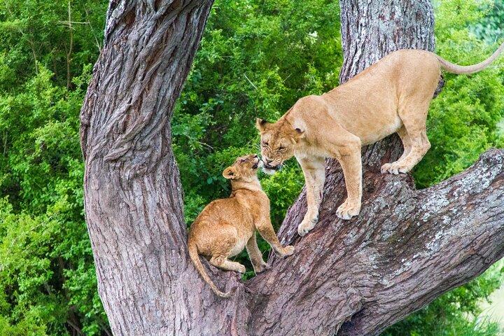8 Day Safari The Best of Tanzania & Lake Eyasi