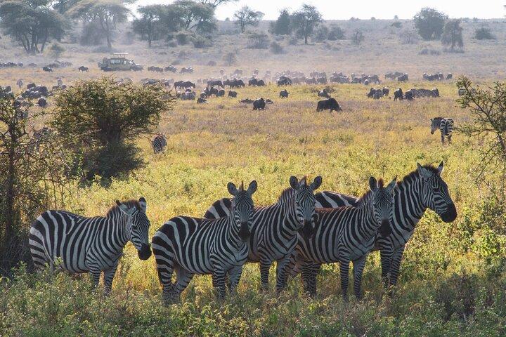 8 Day Safari The Best of Tanzania & Lake Eyasi