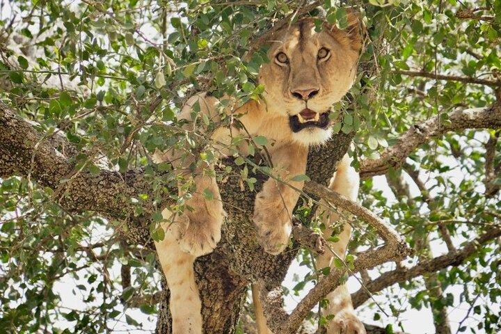 3-Day Tarangire, Lake Manyara and Ngorongoro