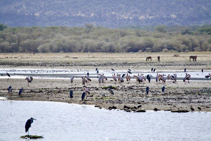 Outstanding day trip to Tarangire National Park