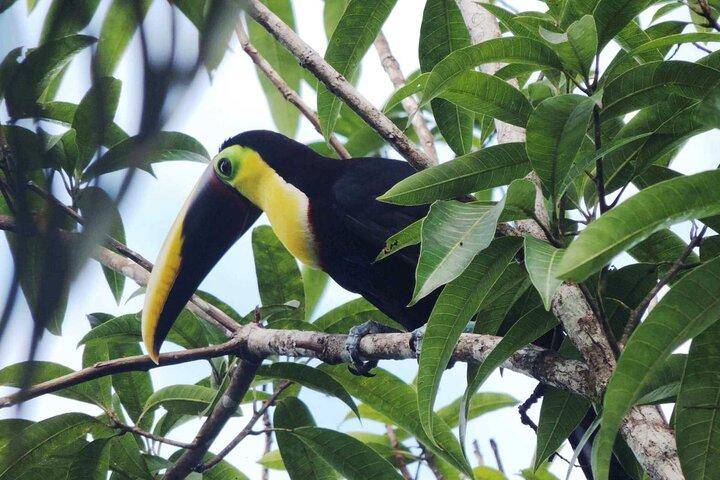 Arenal Volcano, La Fortuna Waterfall, Hot Springs Combo Tour with Lunch & Dinner