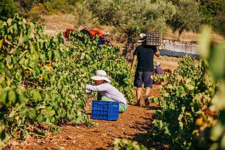 Winery Tour and Tasting in Zakynthos with the Winemaker
