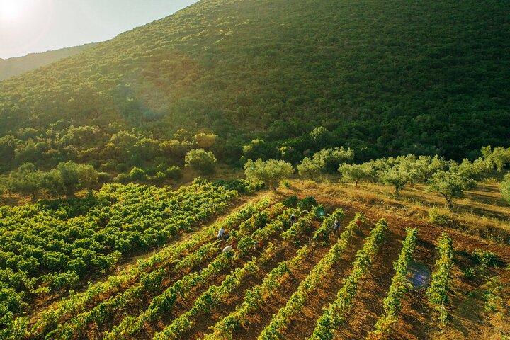 Winery Tour and Tasting in Zakynthos with the Winemaker