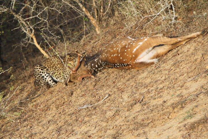 Yala:, Special Leopard and Elephants Safari Tour