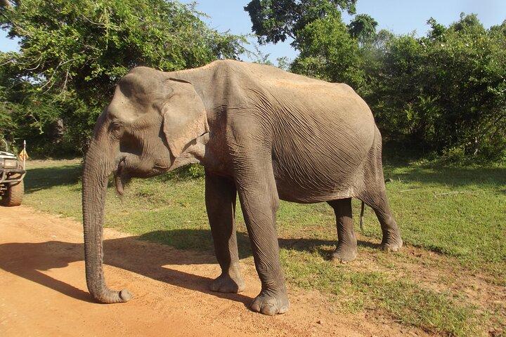 Yala:, Special Leopard and Elephants Safari Tour