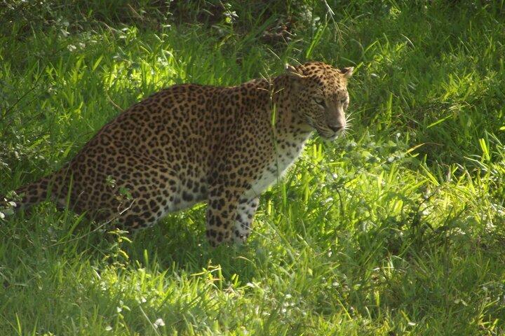 Yala:, Special Leopard and Elephants Safari Tour